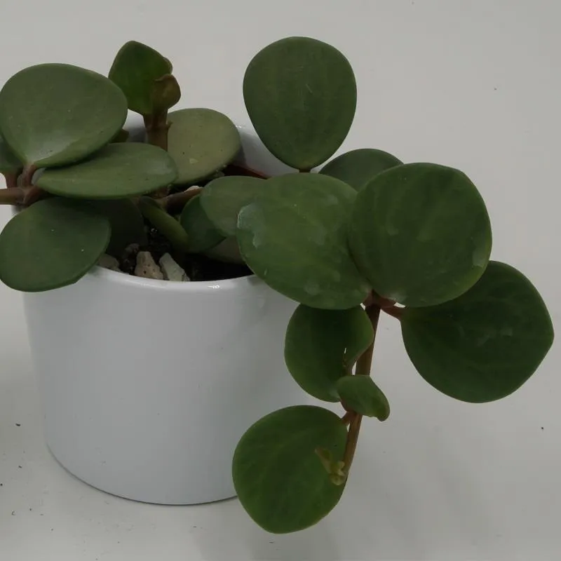 pasiora-peperomia-hope-sukkulente-6cm-halbschattig image 1