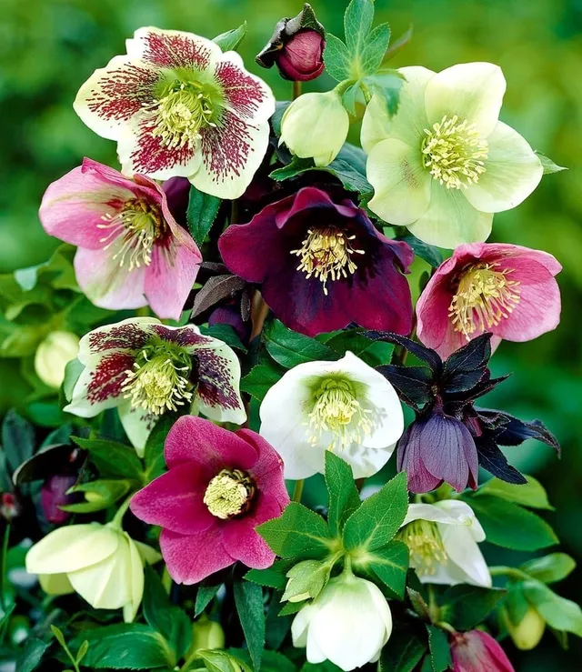 baldur-garten-9er-christrosen-mix-winter-dreams-winterharte-stauden image 1