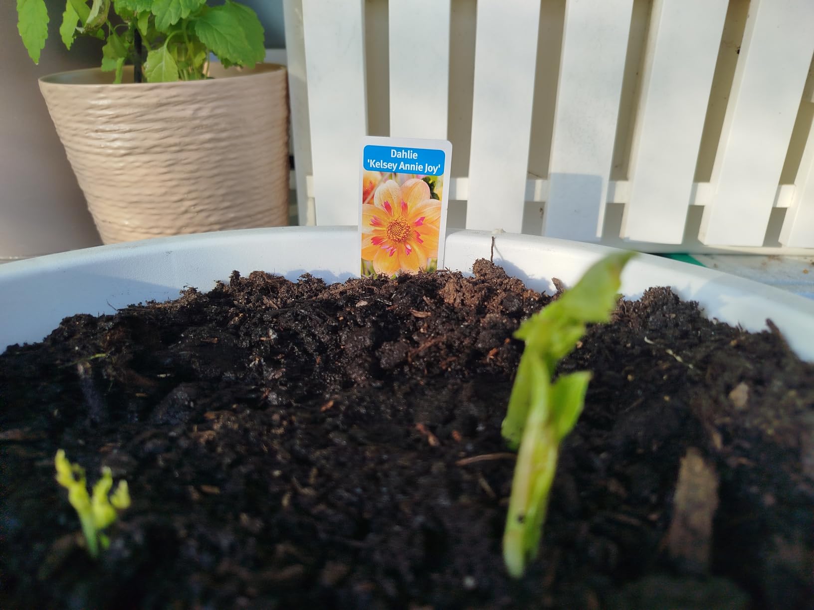Wunderschöne Blüten