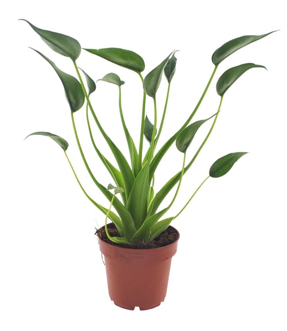 baldur-garten-alocasia-tiny-dancers-zimmerpflanze-im-12-cm-topf image 2