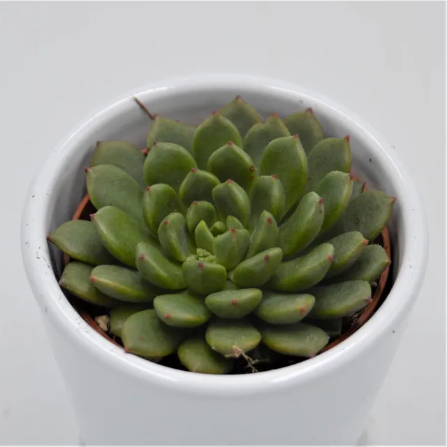 pasiora-echeveria-ron-evans-echeverie-6cm-topf image 1