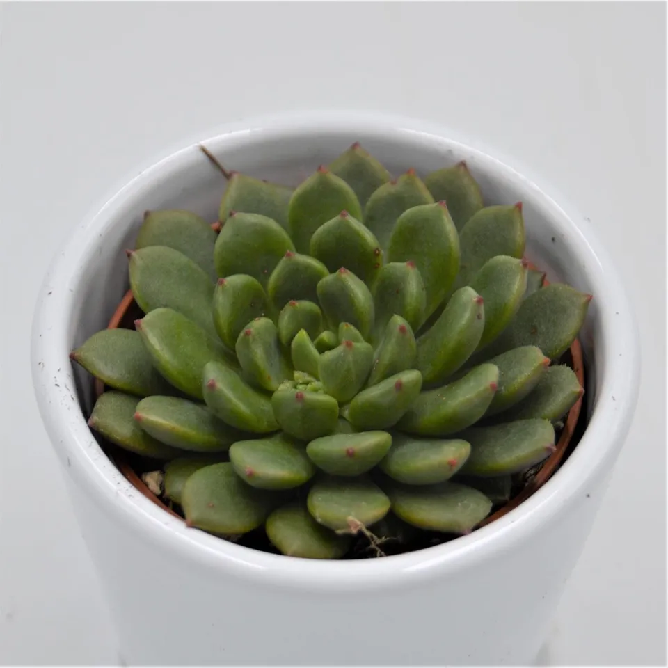 pasiora-echeveria-ron-evans-echeverie-6cm-topf image 1