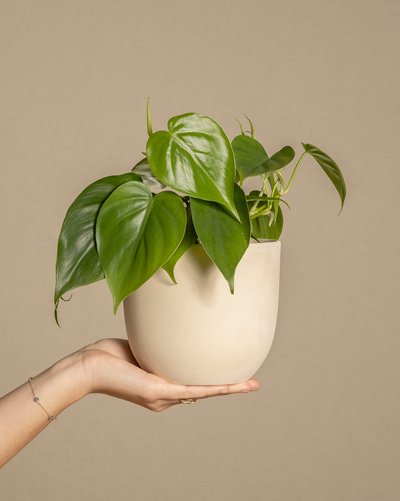 feey-philodendron-scandens-baumfreund-h-ngepflanze image 1