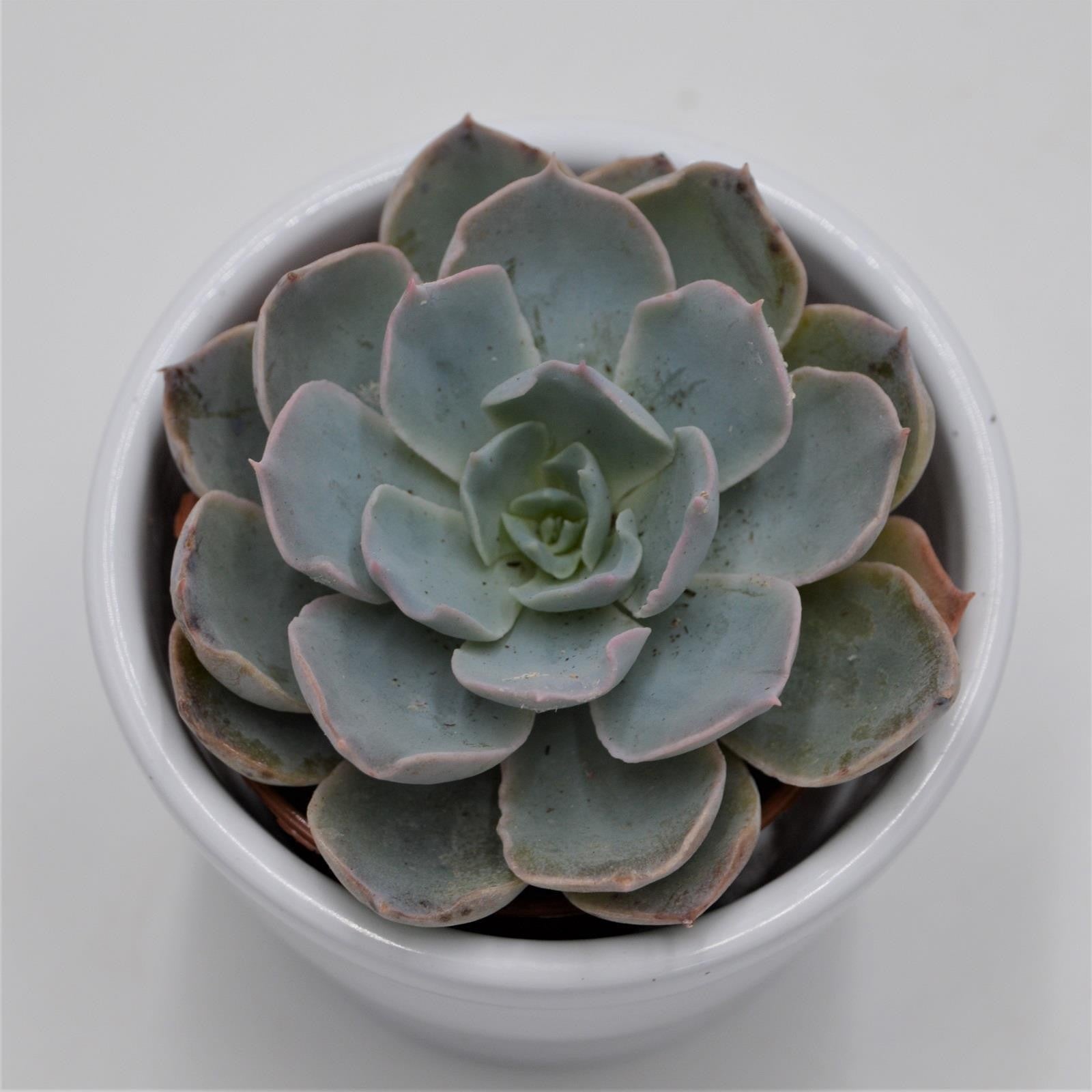 pasiora-echeveria-peacockii-sukkulente-5-5cm image 2