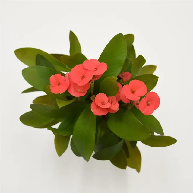 pasiora-euphorbia-milii-eos-rot-sukkulente-6cm-topf image 1