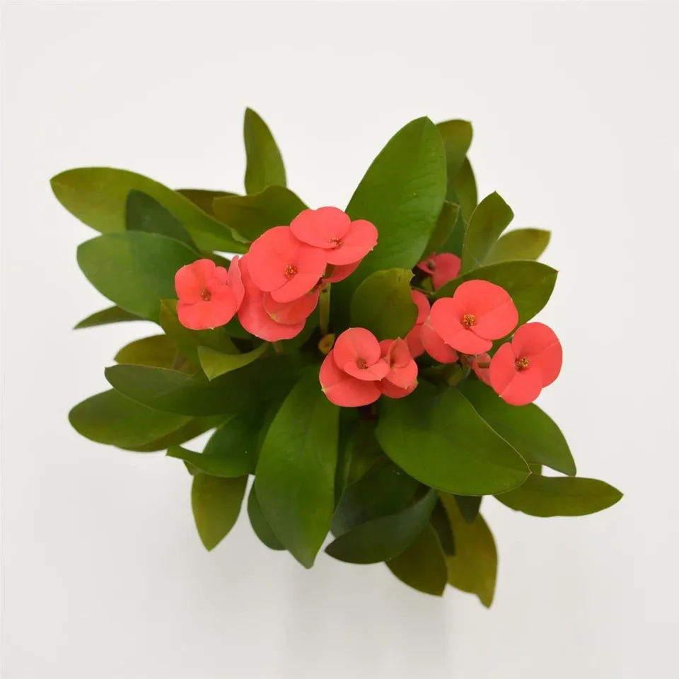 pasiora-euphorbia-milii-eos-rot-sukkulente-6cm-topf image 1