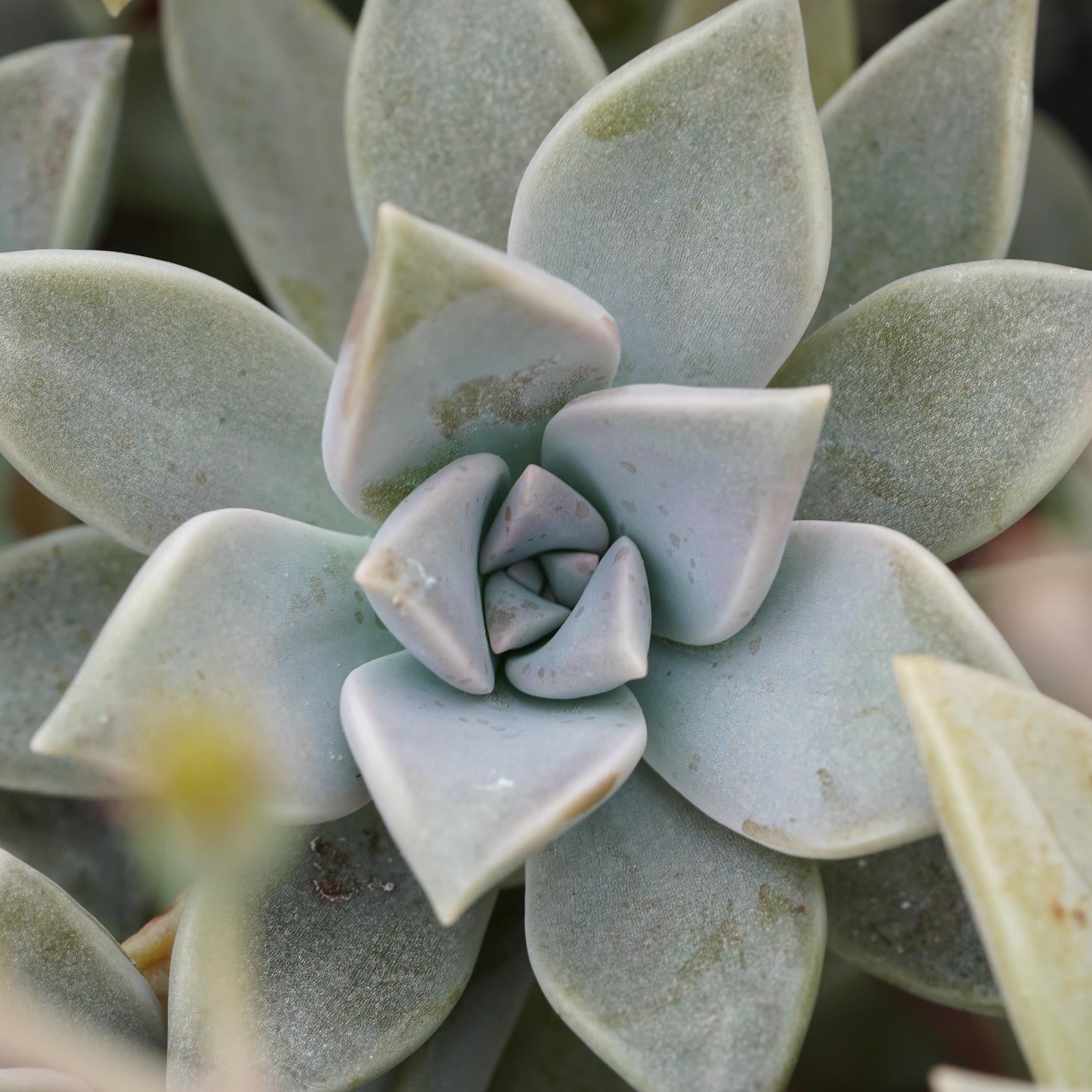 pasiora-graptopetalum-paraguayense-sukkulente-14cm-topf image 4