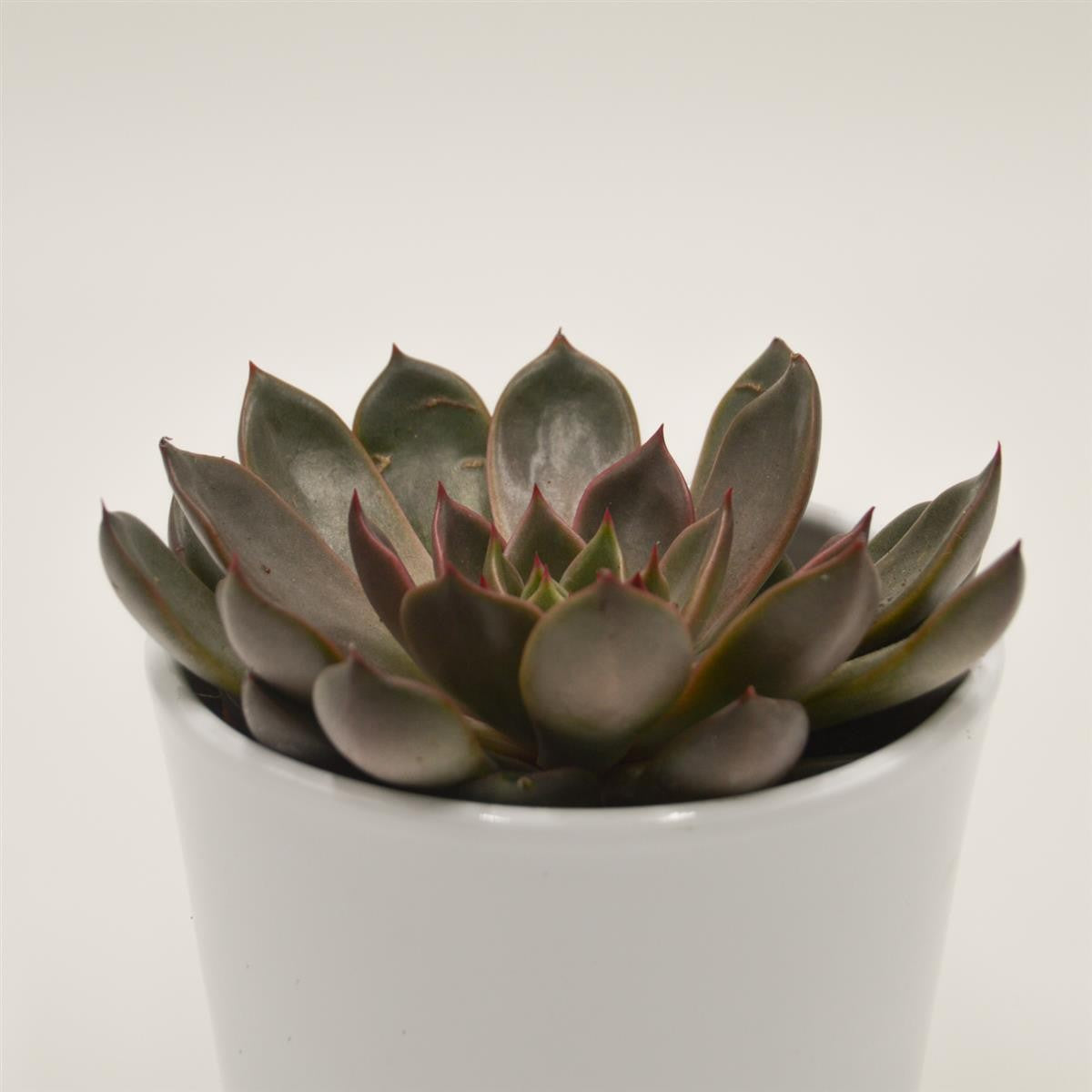 pasiora-echeveria-mariposa-rosetten-sukkulente-10-5cm image 1