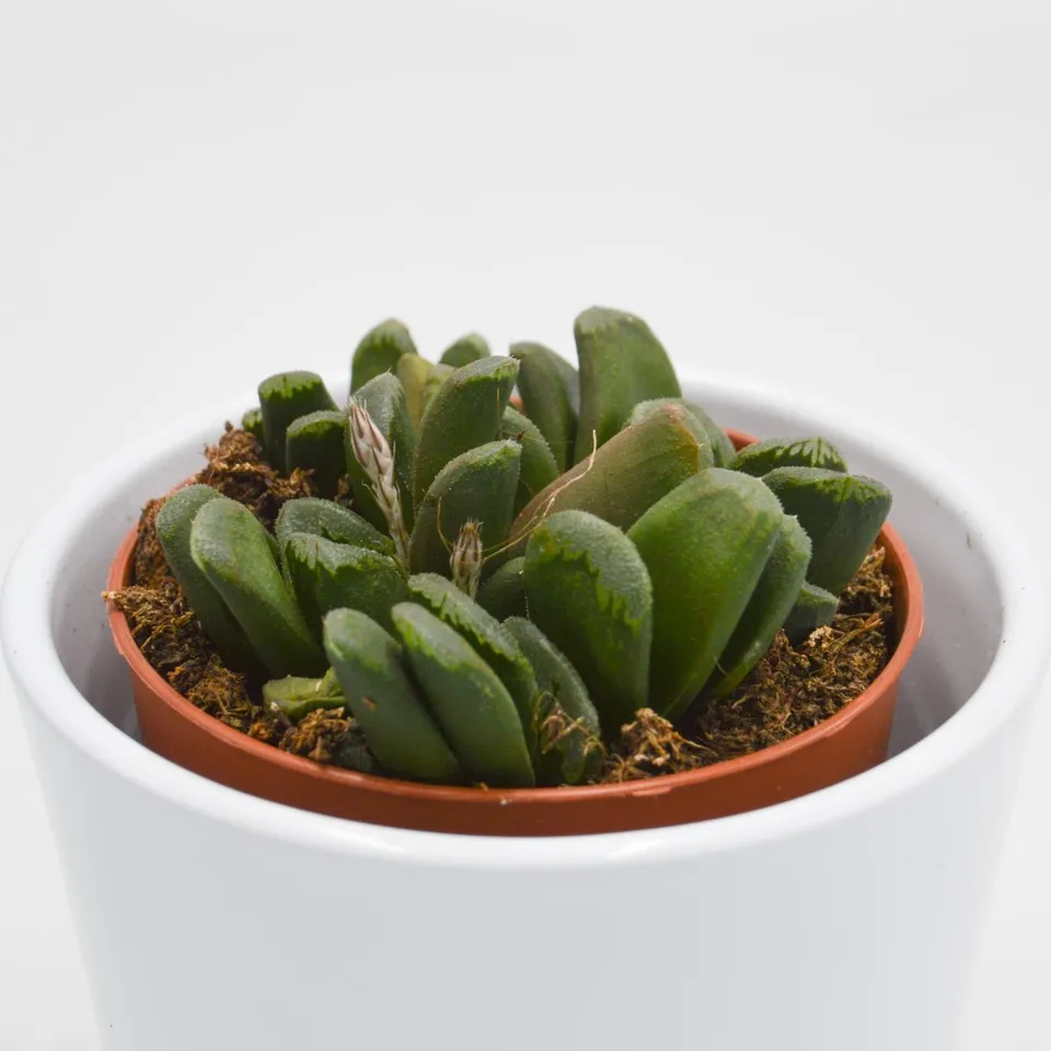 pasiora-haworthia-maughanii-x-truncata-sukkulente-8-5cm image 1