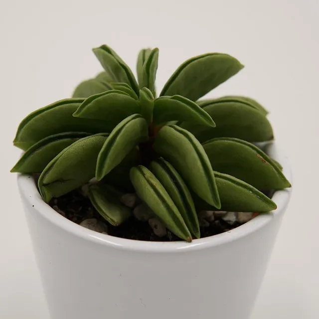 pasiora-peperomia-dolabriformis-green-spark-sukkulente-6cm image 1