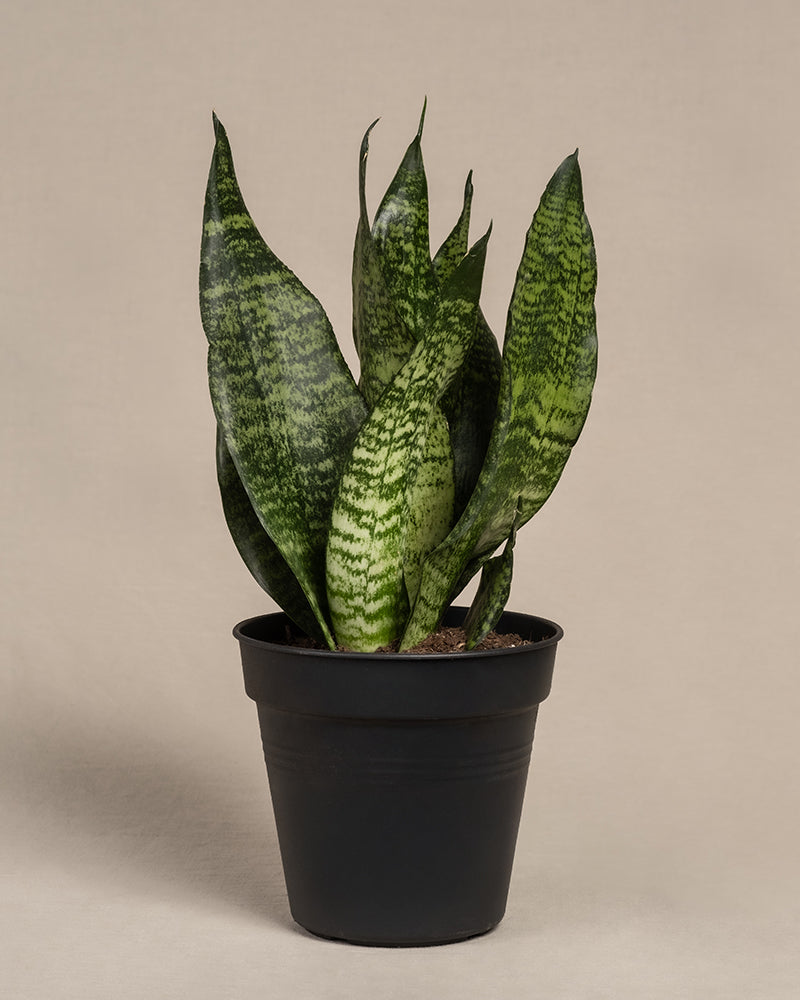 feey-kleine-gr-ne-schwiegermutterzunge-sansevieria-trifasciata-zeylanica image 3