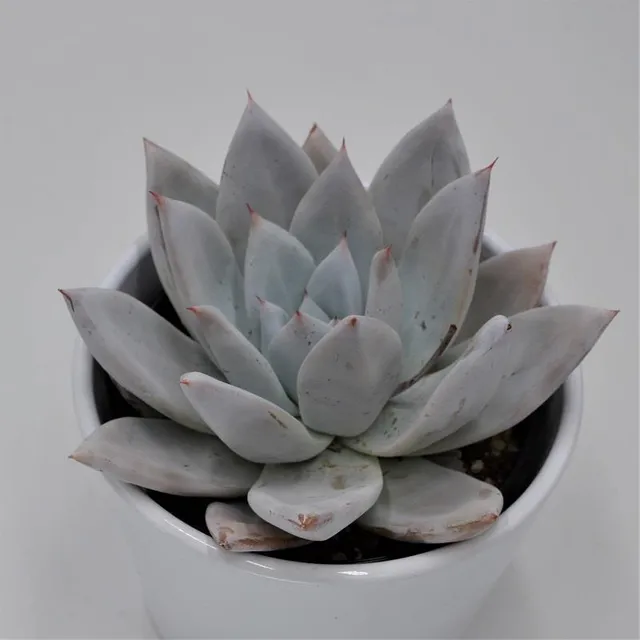 pasiora-echeveria-mexican-giant-sukkulente-10-5cm image 1