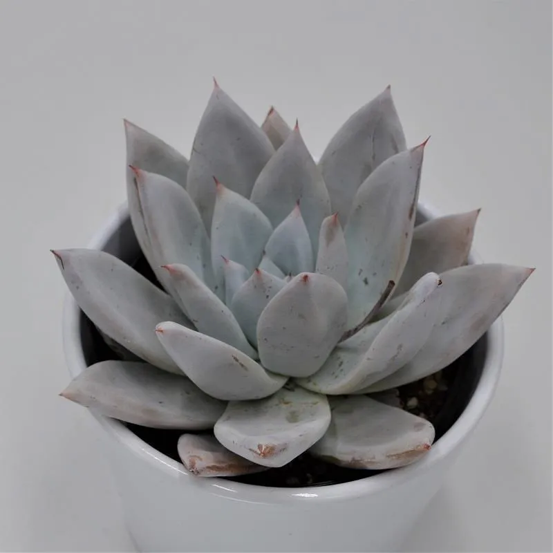 pasiora-echeveria-mexican-giant-sukkulente-10-5cm image 1