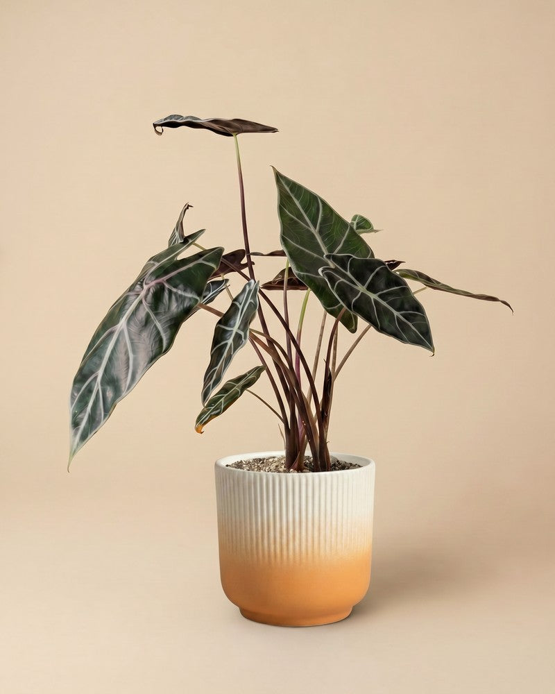feey-alocasia-red-vein-rarit-t-hydropflanze image 7