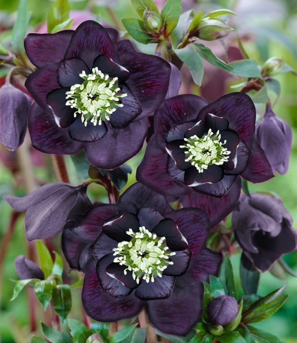 baldur-garten-gef-llte-christrose-black-swan-helleborus-im-9x9-cm-topf image 2
