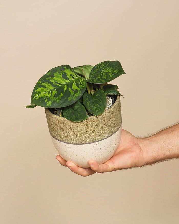 feey-homalomena-camouflage-zimmerpflanze image 1