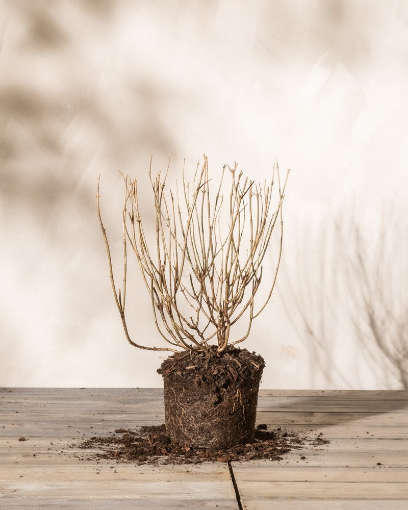 feey-hydrangea-paniculata-wei-e-rispenhortensie-1-2-m image 3
