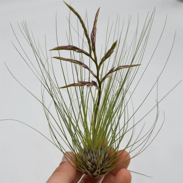 pasiora-tillandsia-filifolia-luftpflanze image 1