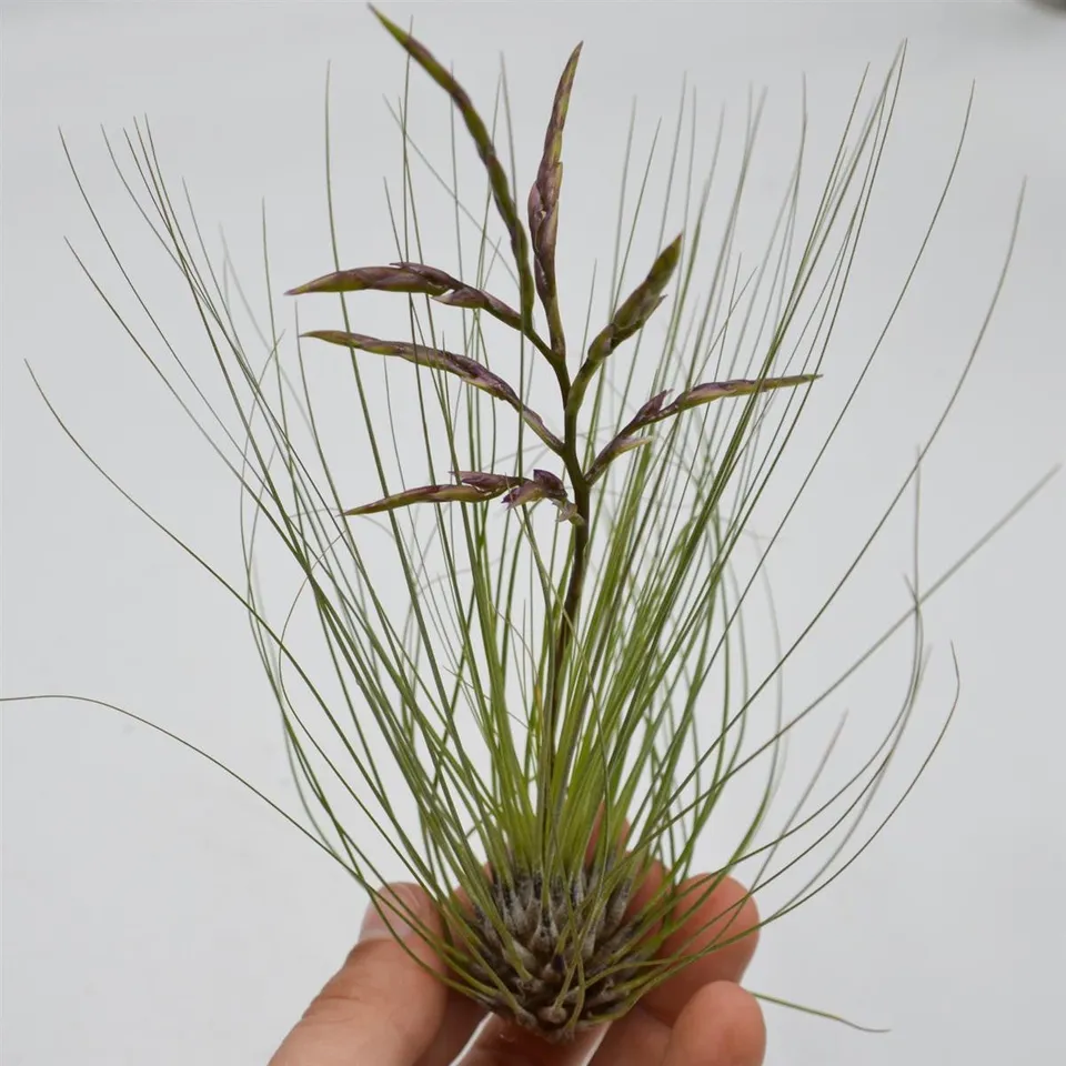 pasiora-tillandsia-filifolia-luftpflanze image 1