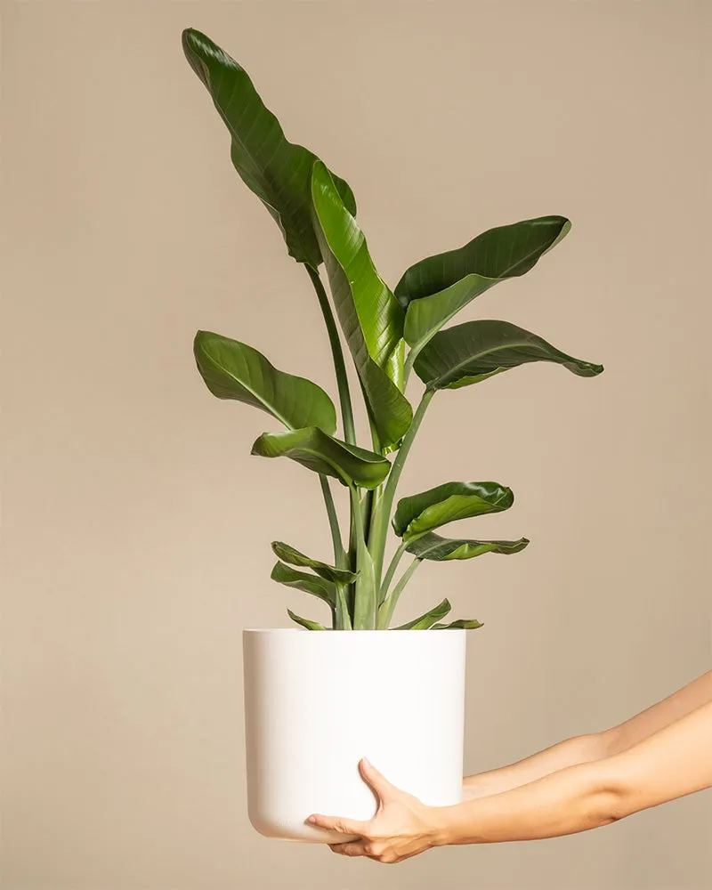 feey-strelitzie-xl-zimmerpflanze-gro-strelitzia-nicolai image 1