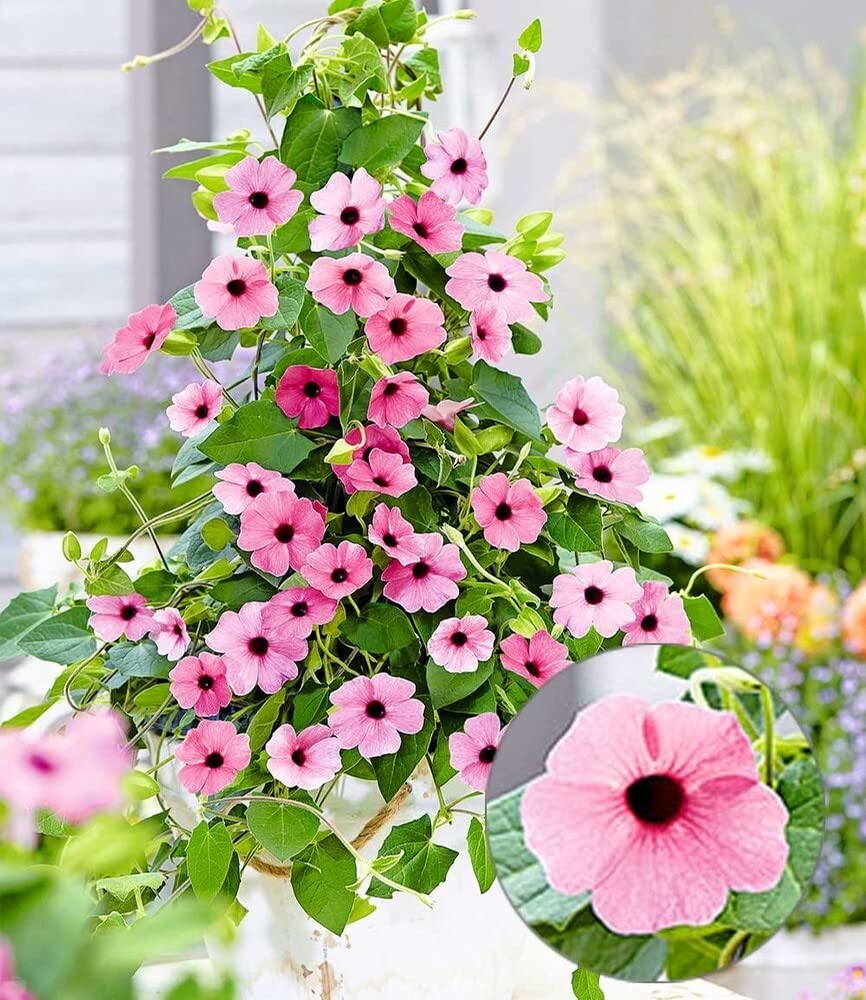 baldur-garten-thunbergia-pink-surprise-rosa-schwarz-ugige-susanne-2-pflanzen image 2