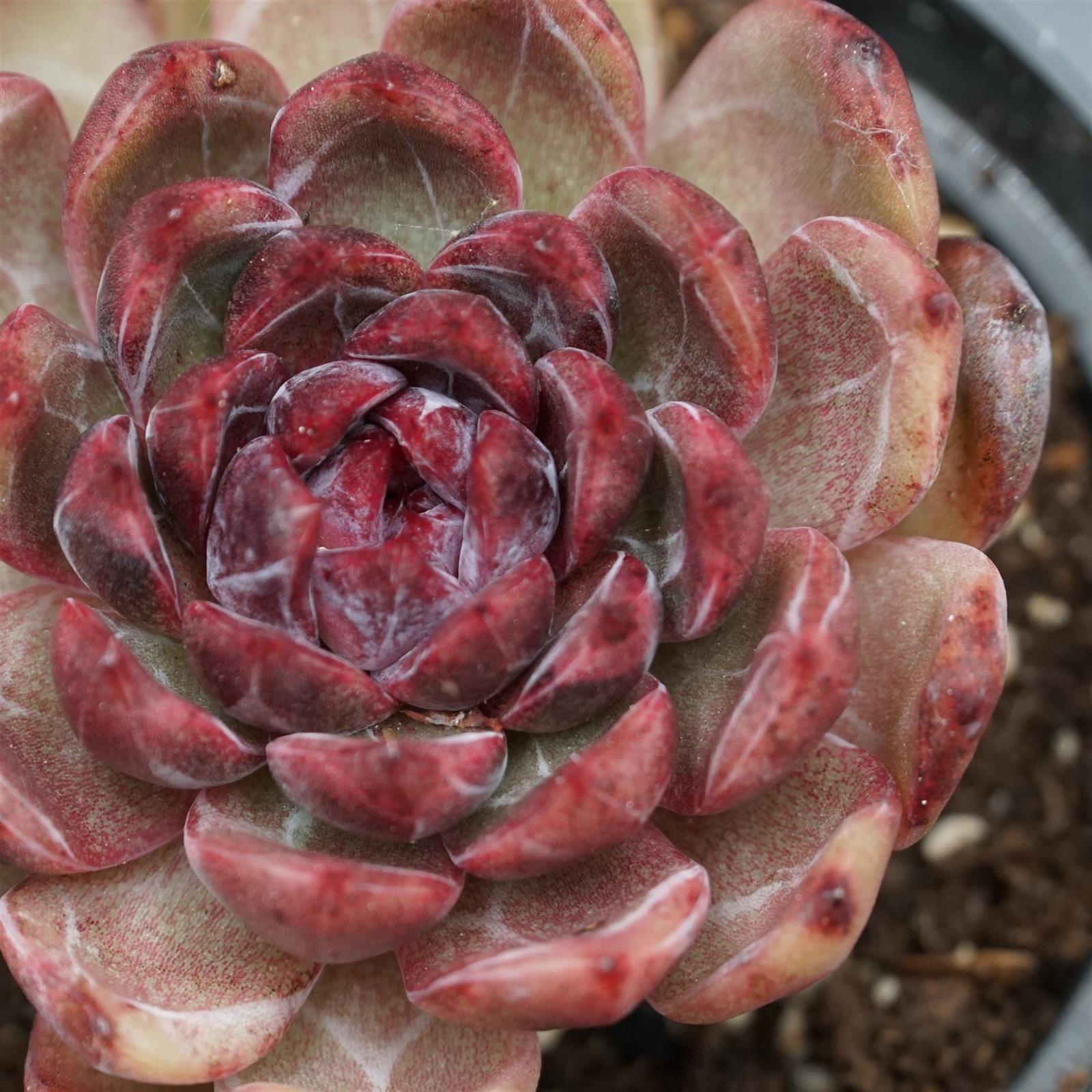 pasiora-echeveria-black-crystal-rarit-t-einzelst-ck image 2