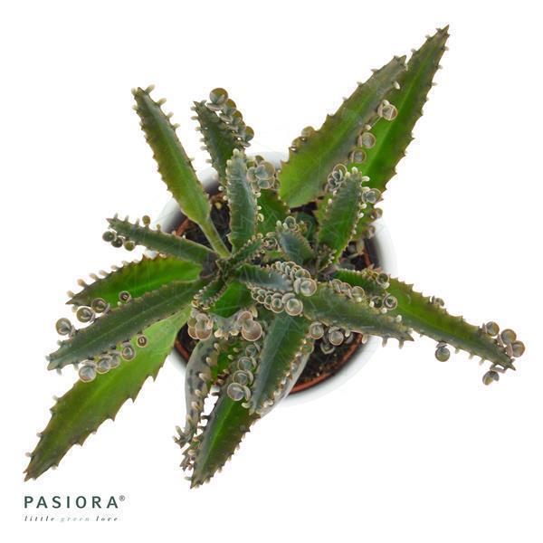 pasiora-kalanchoe-daigremontiana-brutblatt-6cm image 2
