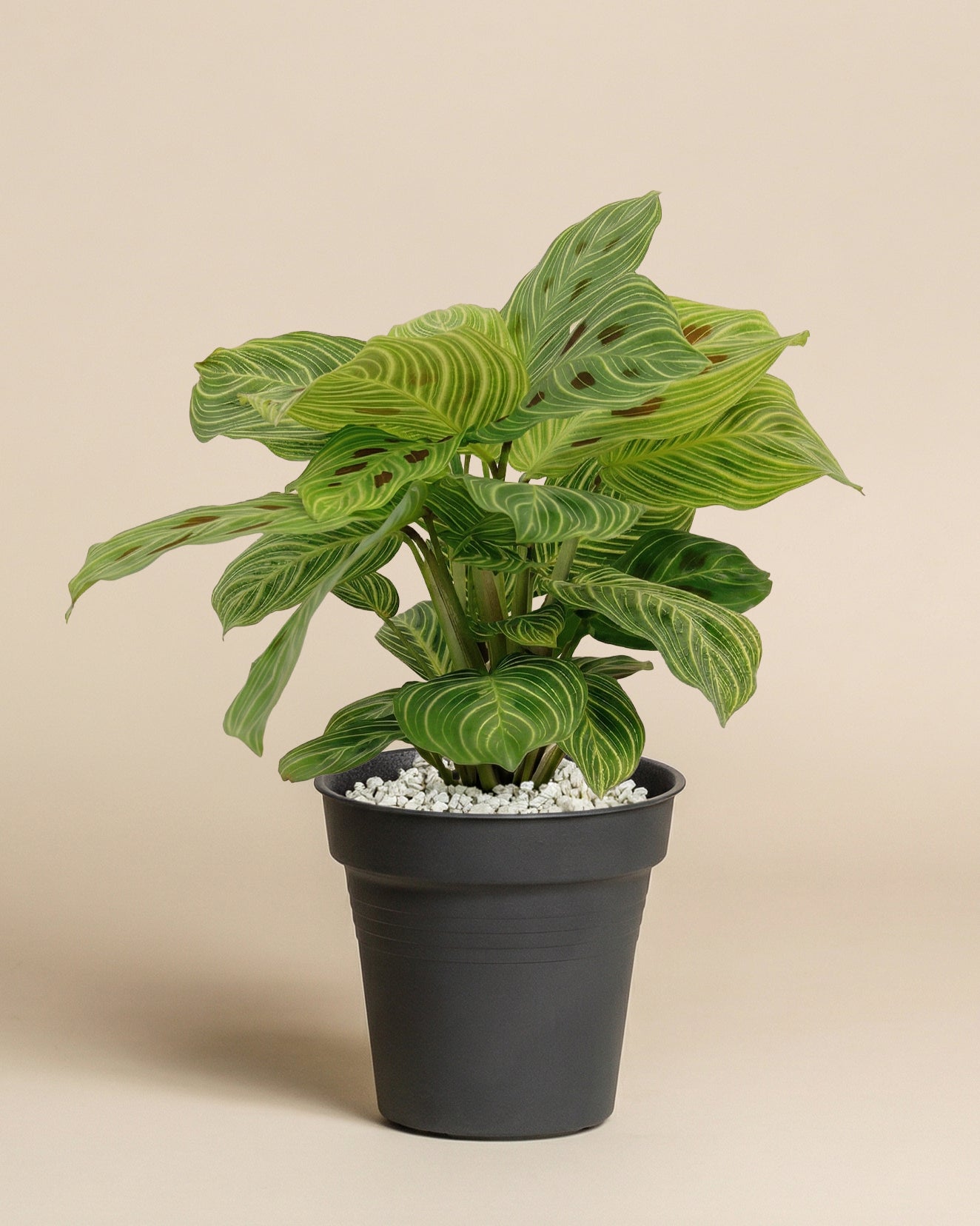 feey-maranta-light-veins-zimmerpflanze-pfeilwurz-rarit-t image 3