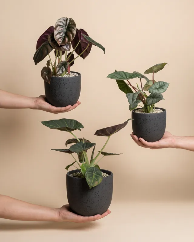 feey-alocasia-trio-red-secret-shields-silver-nebula image 1