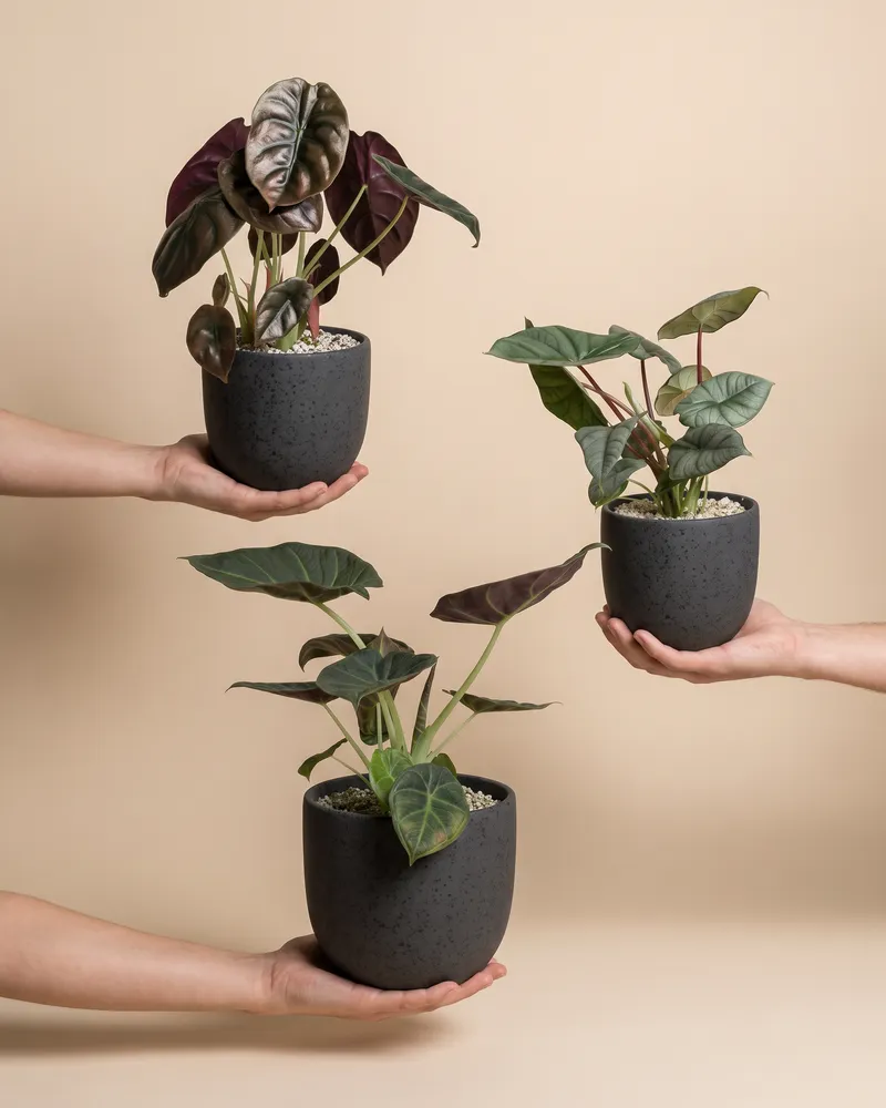 feey-alocasia-trio-red-secret-shields-silver-nebula image 1