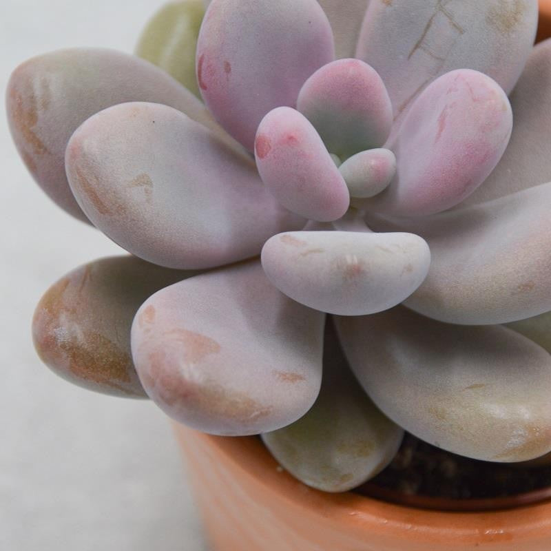 pasiora-pachyphytum-oviferum-pink-moonstones-6cm-topf image 5
