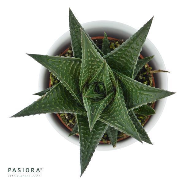 pasiora-haworthia-limifolia-sukkulente-6cm-topf image 2