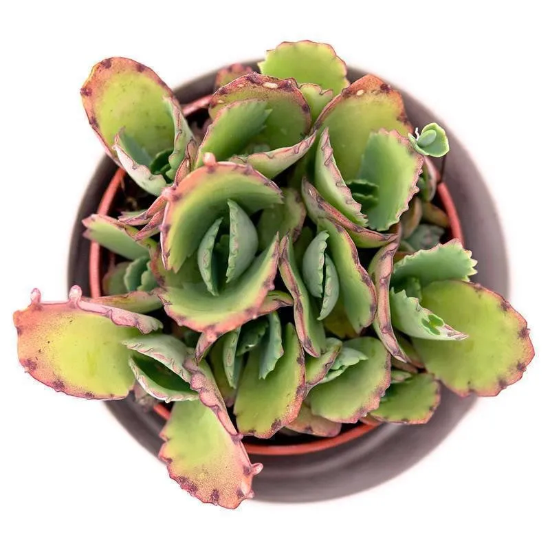 pasiora-kalanchoe-hortagel-brutblatt-5-5cm-topf image 1
