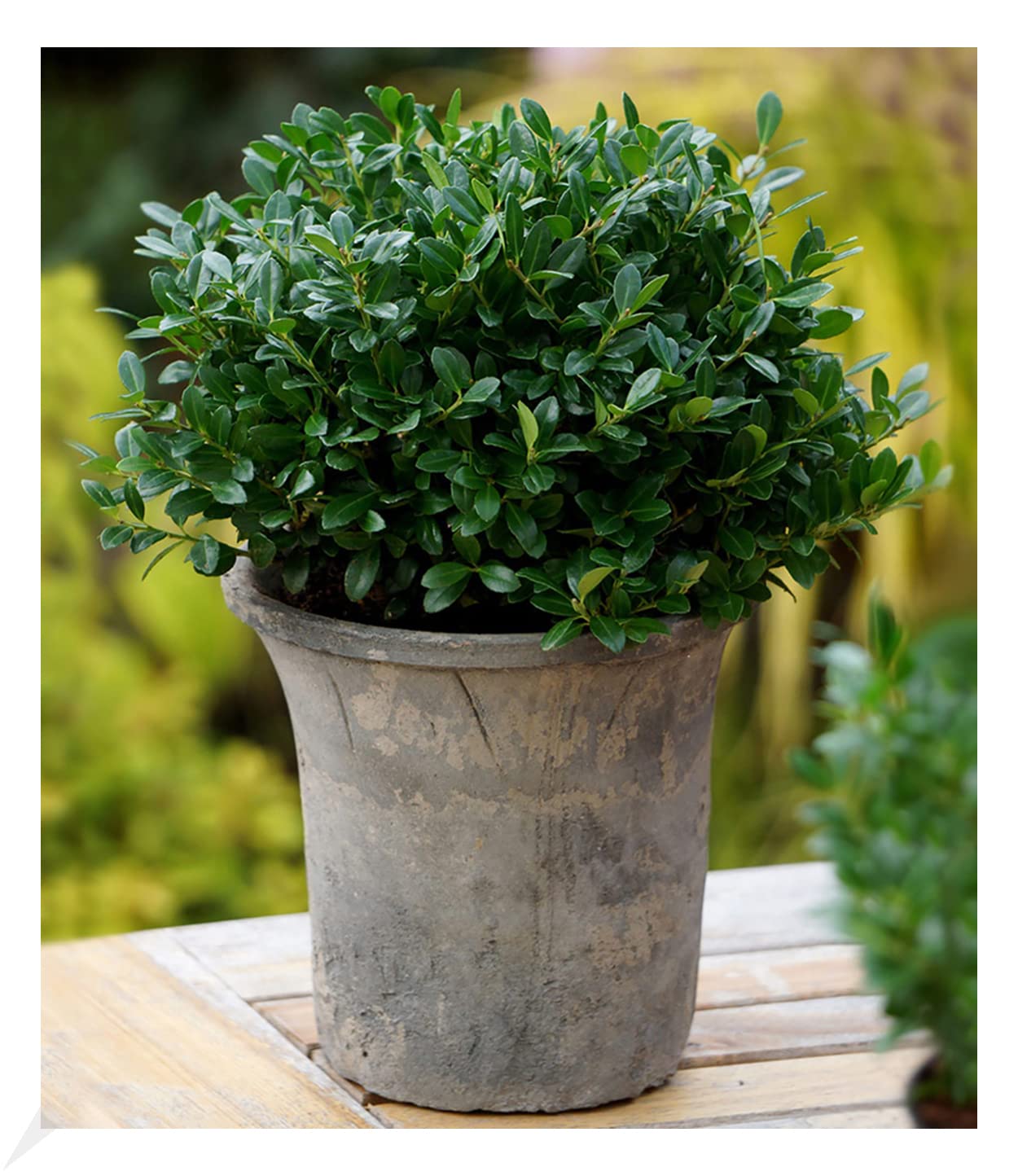 baldur-garten-ilex-crenata-luxus-globe-buchs-ersatz-im-9x9-cm-topf image 1