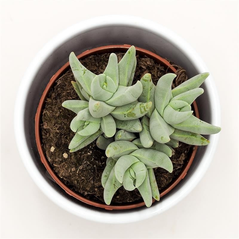 pasiora-crassula-cornuta-dickblatt-sukkulente-8-5cm-topf image 2
