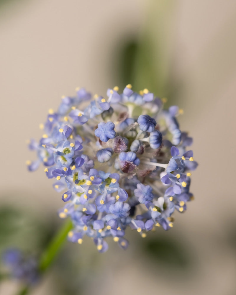 feey-blaue-s-ckelblume-ceanothus-victoria-immergr-n image 2