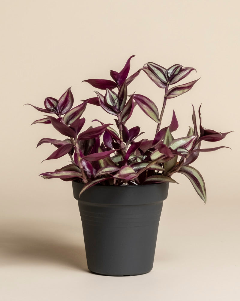 feey-tradescantia-zebrina-dreimasterblume-zimmerpflanze image 3