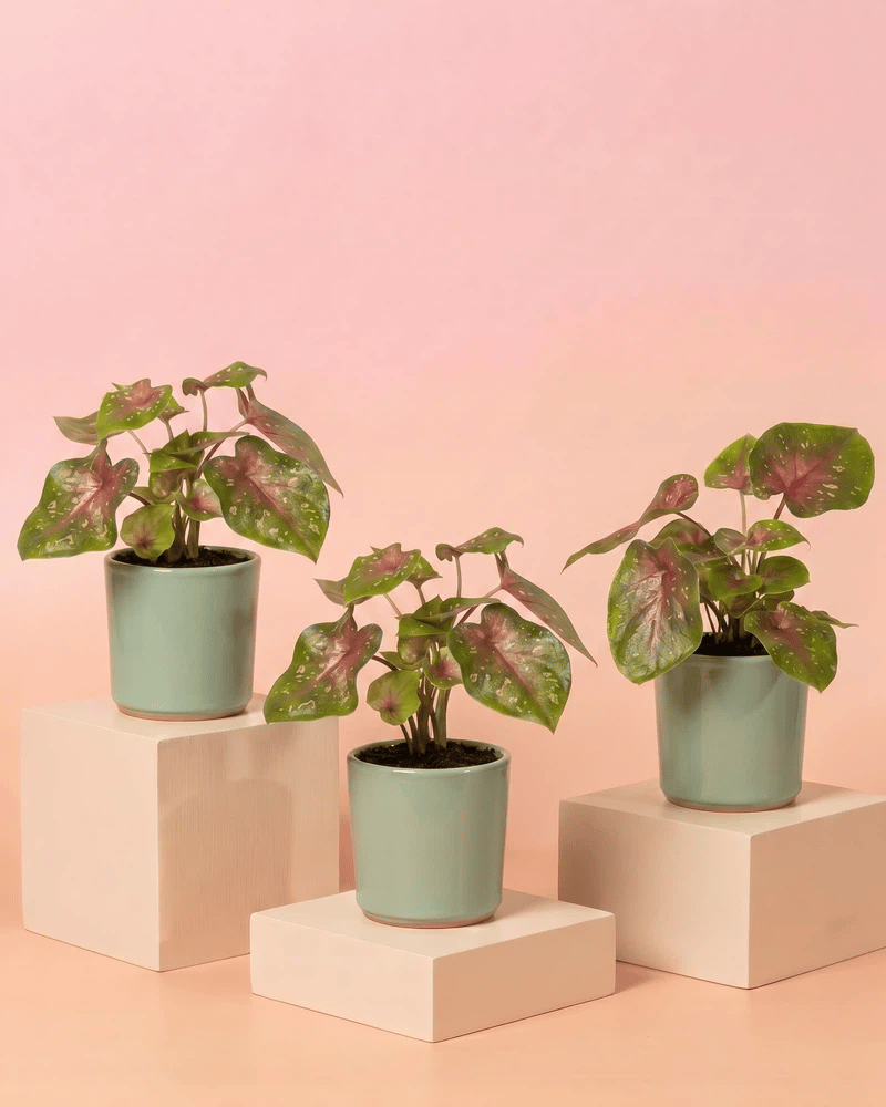 feey-baby-caladium-casey-3er-set-zimmerpflanze image 8