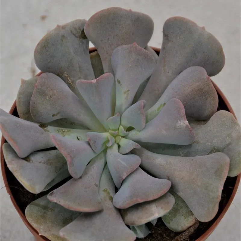 pasiora-echeveria-cubic-frost-sukkulente-9cm-topf image 1
