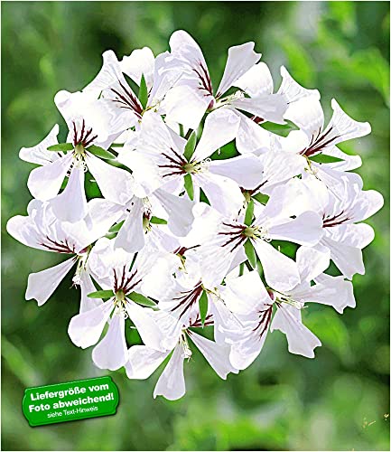 baldur-garten-tiroler-h-nge-geranie-schneewei-3-pflanzen image 4