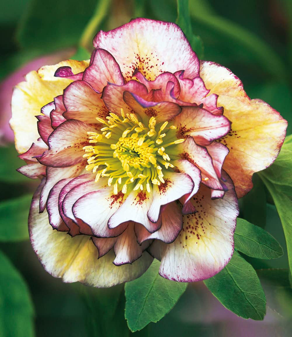 baldur-garten-gef-llte-christrosen-festival-mix-2er-set-9x9-cm-topf image 4