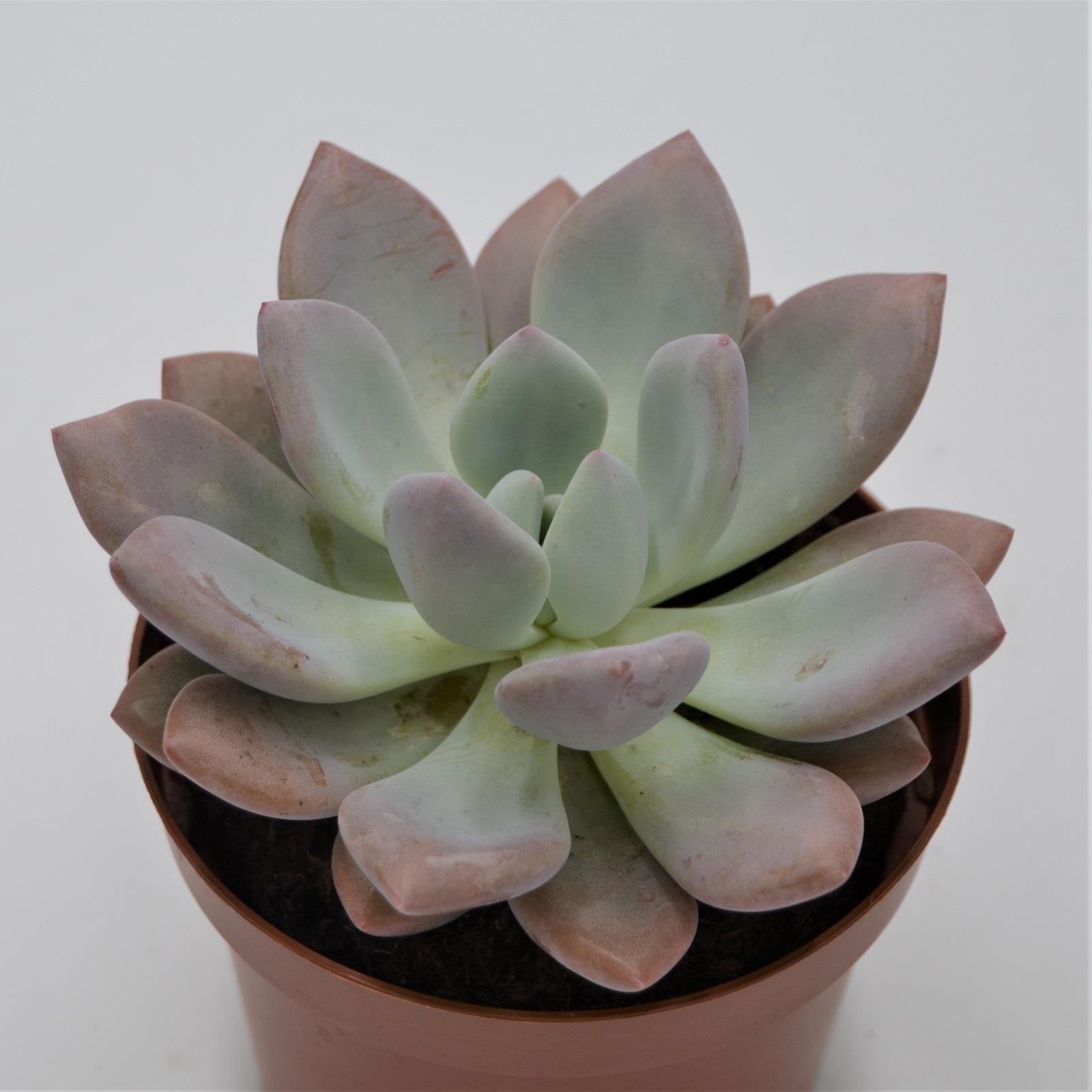 pasiora-x-graptoveria-opalina-sukkulente-im-13cm-topf image 1