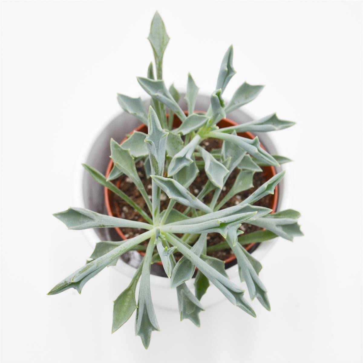pasiora-senecio-kleiniiformis-sukkulente-8-5-cm-topf image 1