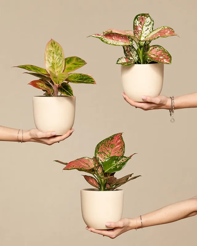 feey-buntes-aglaonema-trio-3x-zimmerpflanze image 1