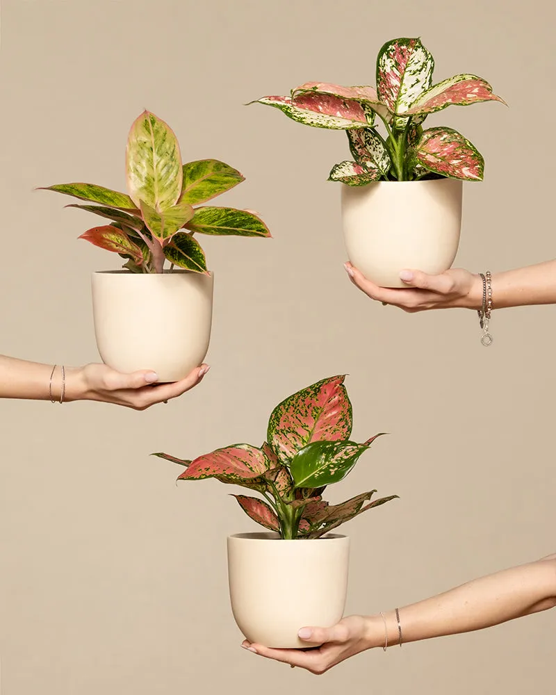 feey-buntes-aglaonema-trio-3x-zimmerpflanze image 1