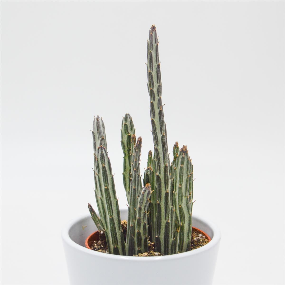 pasiora-senecio-stapeliiformis-sukkulente-8-5-cm-topf image 1
