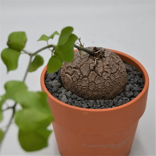 pasiora-dioscorea-elephantipes-caudex-15cm-im-tontopf image 1