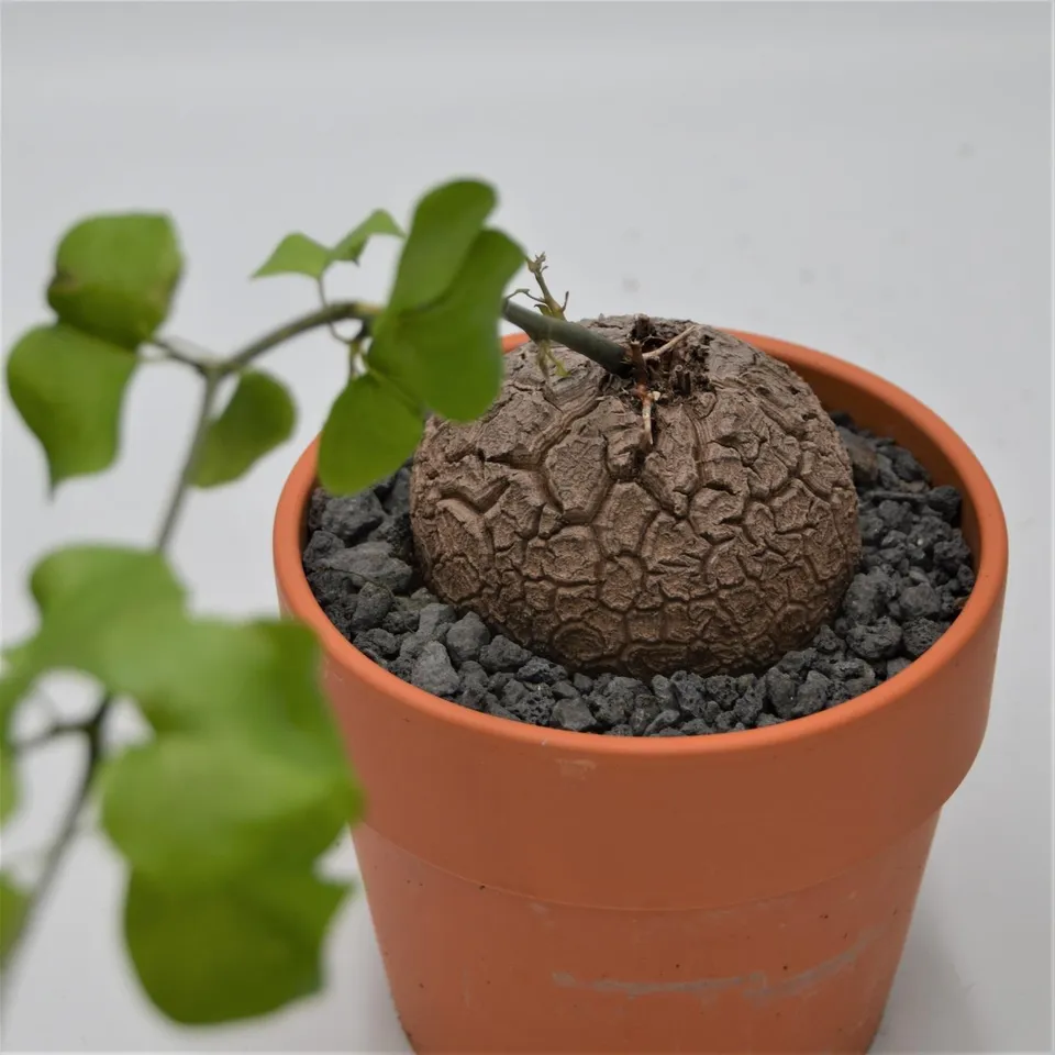 pasiora-dioscorea-elephantipes-caudex-15cm-im-tontopf image 1