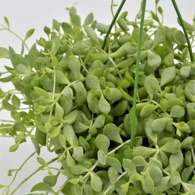 pasiora-cotyledon-pendens-sukkulente-14cm-ampel-h-ngend image 1