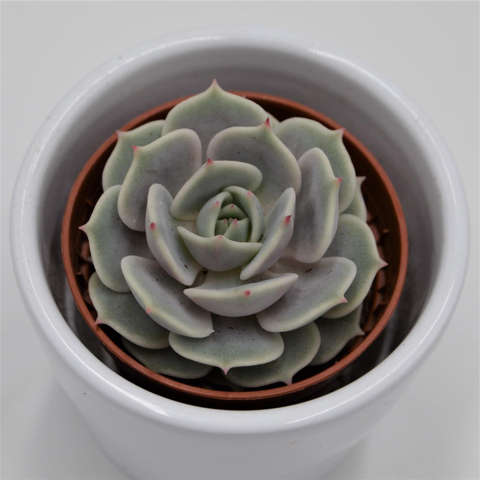 pasiora-echeveria-lola-hybrid-sukkulente-5-5cm image 4